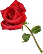 Red rose Red rose